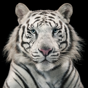 Blue-eyed Leucistic Tiger ©Tim Flach